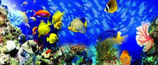 Diamond Painting Ozeanfische